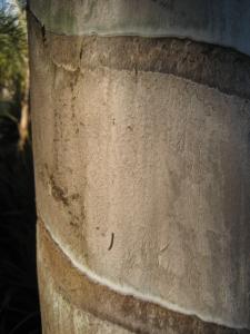 Ceroxylon_parvum_UCBot (21).JPG